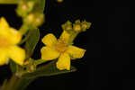 Roundpod St. Johnswort